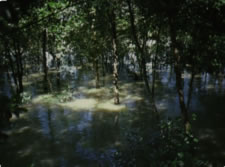 Sundarbans