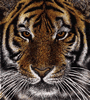 tg9.gif (158,035 bytes)