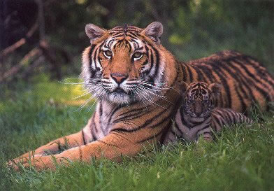 Tigermutter mit Kind
