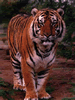 phts029.jpg (41,111 bytes)