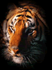 phts031.jpg (24,440 bytes)