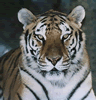 phts032.jpg (29,783 bytes)