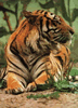 phts058.jpg (26,587 bytes)