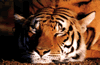 phts074.jpg (63,877 bytes)