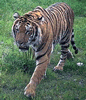 phts084.jpg (27,226 bytes)