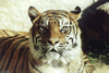 phts104.jpg (48,742 bytes)