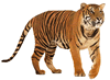 phts128.jpg (68,615 bytes)