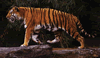 phts130.jpg (73,299 bytes)
