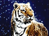 phts131.jpg (9,607 bytes)