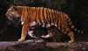 phts153.jpg (70,838 bytes)