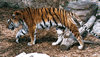 phts154.jpg (42,192 bytes)