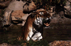 phts155.jpg (61,856 bytes)