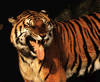 phts164.jpg (72,821 bytes)
