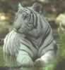 white003.jpg (10,550 bytes)