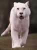 white026.jpeg (5,981 bytes)