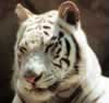 white037.jpeg (6,886 bytes)