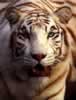 white073.jpeg (484,822 bytes)